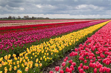 tulalip flowers|tulalip flower garden.